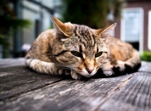 Все о дисплазии тазобедренных суставов у кошек