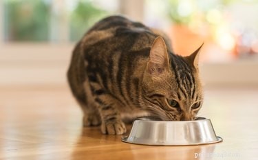 Vad man ska mata en katt med diarré