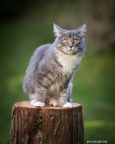 Каковы признаки деменции у кошек?