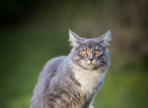 Vilka är tecknen på demens hos katter?