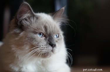 고양이의 치매 징후는 무엇입니까?