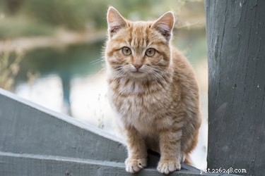 고양이의 치매 징후는 무엇입니까?