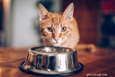 Vad ska man mata en katt som kräks