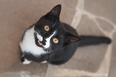 O que é um tricobezoar em gatos?