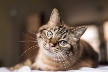 O que é um tricobezoar em gatos?