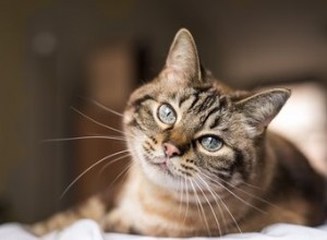 Co je to trichobezoár u koček?