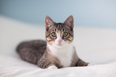 Co je to trichobezoár u koček?