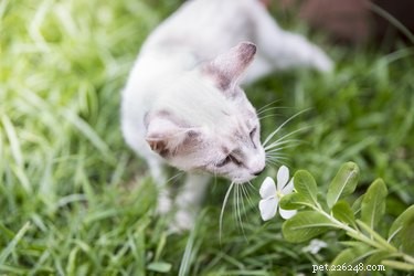 Quão bom é o olfato de um gato?