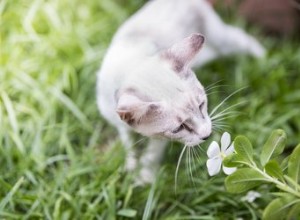Hur bra är en katts luktsinne?