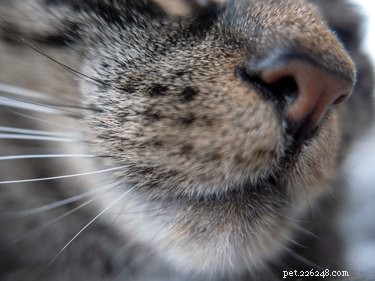 Hoe goed is de reukzin van katten?