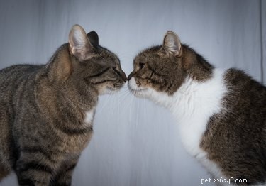 Quanto è buono l olfatto dei gatti?