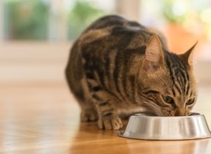 습식과 건식 고양이 사료:장단점