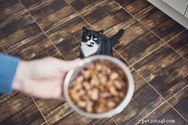 Nourriture humide ou sèche pour chat :le pour et le contre