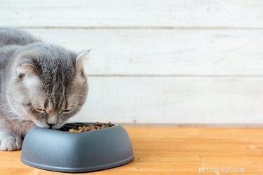 습식과 건식 고양이 사료:장단점