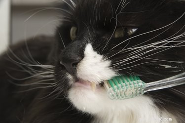 Hur man borstar kattens tänder