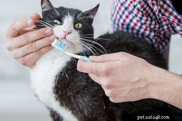 Come spazzolare i denti al tuo gatto