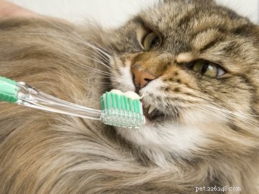 Hur man borstar kattens tänder