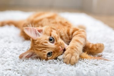 Насколько хороша память кошек?