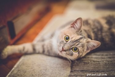 Qual ​​é a boa memória de um gato?