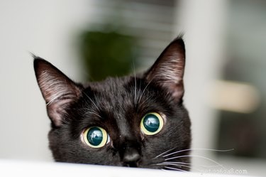 Насколько хороша память кошек?