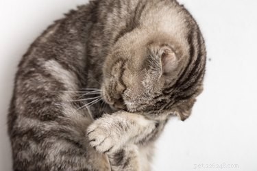 Får katter huvudvärk?
