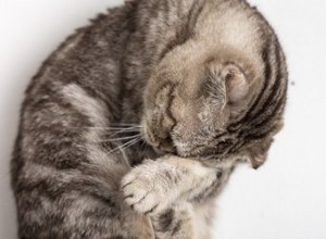 Os gatos têm dores de cabeça?