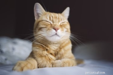 Proč mají kočky vousy?