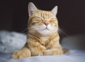 Proč mají kočky vousy?