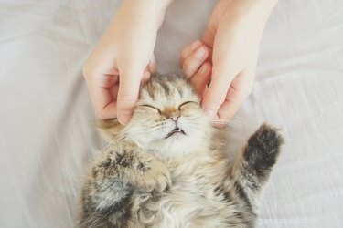 Dovresti massaggiare il tuo gatto?