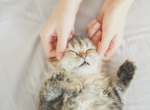 Dovresti massaggiare il tuo gatto?
