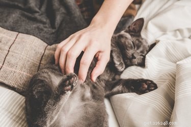 Você deve massagear seu gato?