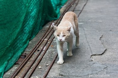Какова ожидаемая продолжительность жизни кошки?