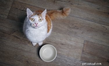 Ska jag skaffa min katt en automatisk matare?
