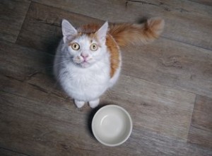 고양이에게 자동 급이기를 사야 하나요?