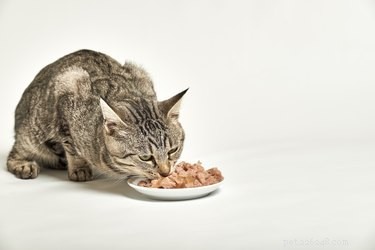 Dovrei prendere una mangiatoia automatica per il mio gatto?