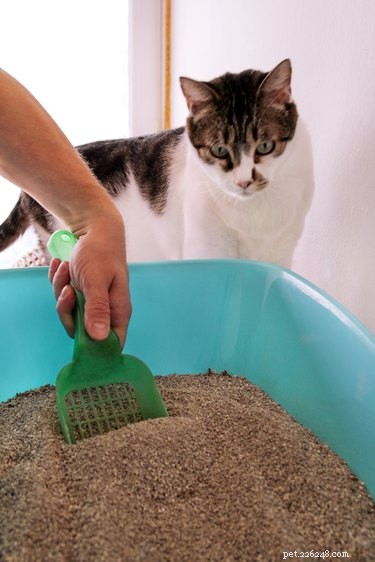 Moet je een zelfreinigende kattenbak gebruiken?