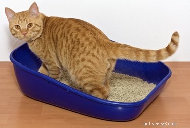 Bör du använda en självrengörande kattlåda?