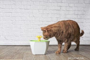 Mám pořídit své kočce vodní fontánu?