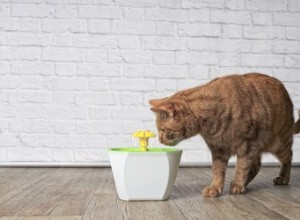 Devo comprar uma fonte de água para meu gato?