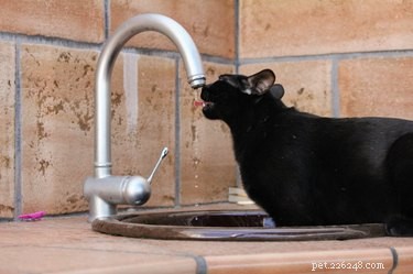 Devo comprar uma fonte de água para meu gato?