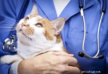 Symtom och behandling av pankreatit hos katter