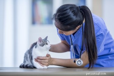 고양이 췌장염의 증상 및 치료