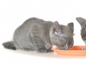 Waarom moet mijn kat overgeven direct na het eten?
