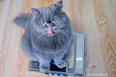 Sintomas e tratamento de diabetes em gatos