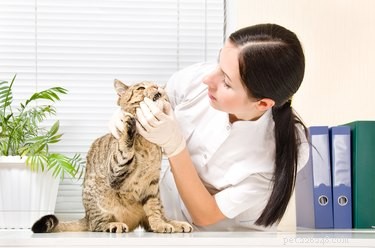Symtom och behandling av diabetes hos katter