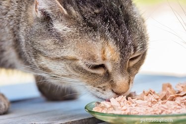 Sintomi e trattamento del diabete nei gatti