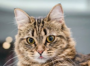 Com que frequência os gatos fazem cocô?