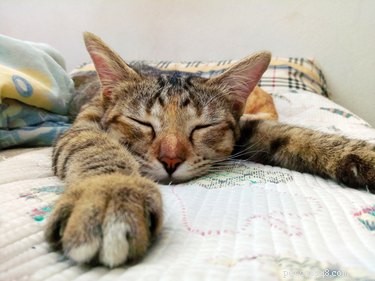 猫がいびきをかくのは正常ですか？ 