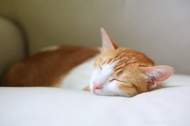 É normal os gatos roncarem?