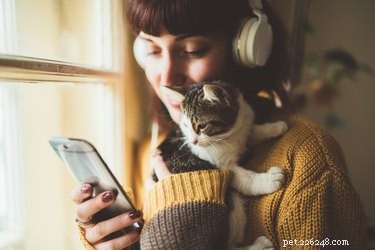Os gatos podem ver as telas do telefone?